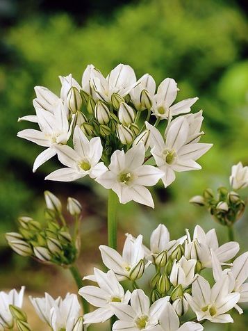 Triteleia hyacinthina