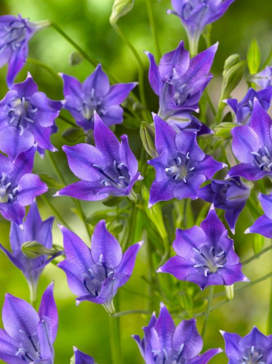 Triteleia corrina