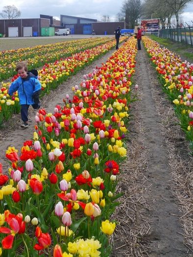 Fleurs coupees mélange